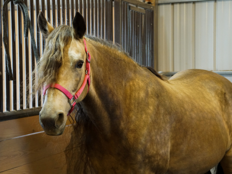 HorseID: 2298181 SGF Prelude to Adventure - PhotoID: 1078890