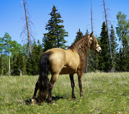 HorseID: 2298181 SGF Prelude to Adventure - PhotoID: 1078891