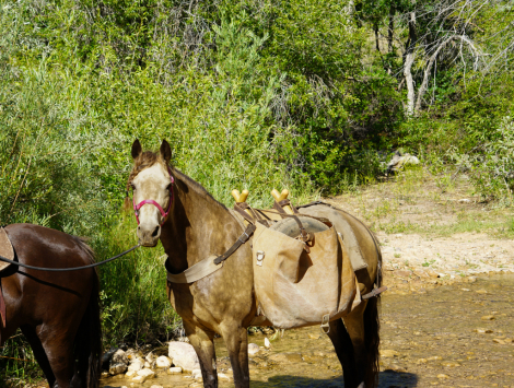 HorseID: 2298181 SGF Prelude to Adventure - PhotoID: 1078892