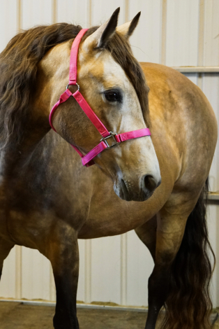 HorseID: 2298181 SGF Prelude to Adventure - PhotoID: 1078893