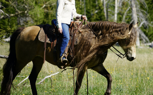 HorseID: 2298181 SGF Prelude to Adventure - PhotoID: 1078894