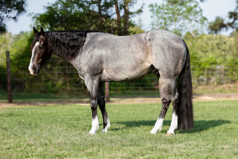 HorseID: 2298186 RW LITTLE DUDE - PhotoID: 1078895