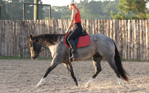HorseID: 2298186 RW LITTLE DUDE - PhotoID: 1078898