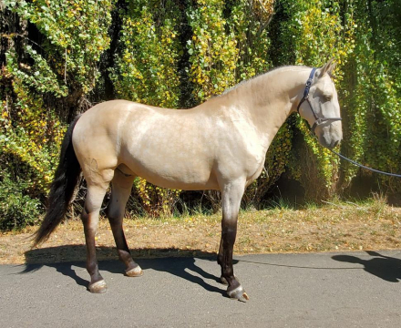 HorseID: 2298194 Joker - PhotoID: 1078906