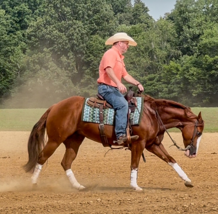 HorseID: 2298213 Not A Ruf Lolly - PhotoID: 1078932