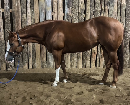 HorseID: 2298213 Not A Ruf Lolly - PhotoID: 1078933