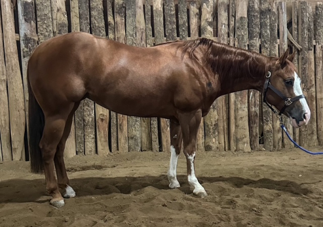 HorseID: 2298213 Not A Ruf Lolly - PhotoID: 1078934