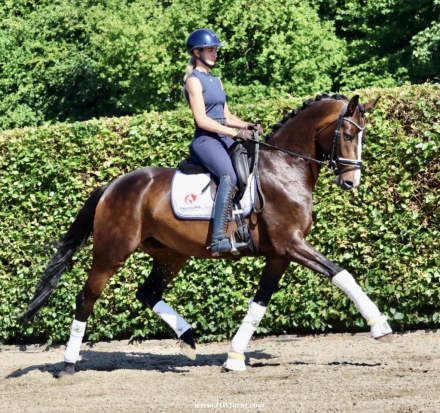 HorseID: 2298238 Vivat Sera HW at www.HWfarm.com - PhotoID: 1080236