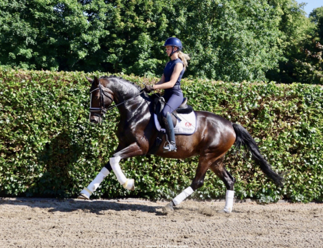 HorseID: 2298238 Vivat Sera HW at www.HWfarm.com - PhotoID: 1080237