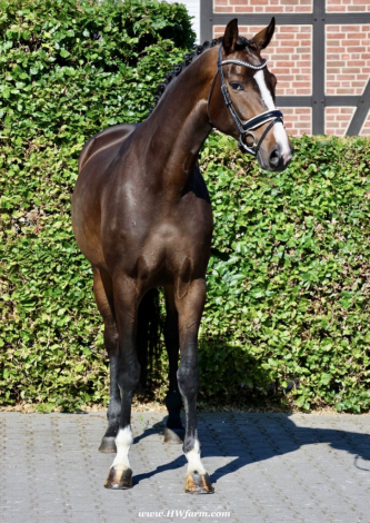 HorseID: 2298238 Vivat Sera HW at www.HWfarm.com - PhotoID: 1080238