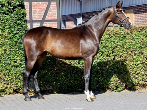 HorseID: 2298238 Vivat Sera HW at www.HWfarm.com - PhotoID: 1080239