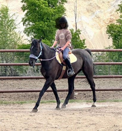 HorseID: 2298246 Jack Sparrow - PhotoID: 1078972