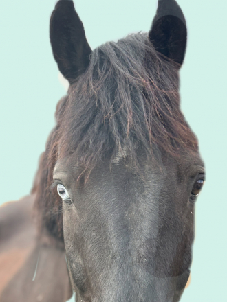 HorseID: 2298246 Jack Sparrow - PhotoID: 1078973