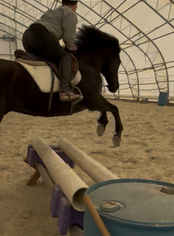 HorseID: 2298246 Jack Sparrow - PhotoID: 1078974