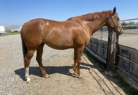 HorseID: 2298278 Zooming Zoey - PhotoID: 1079003