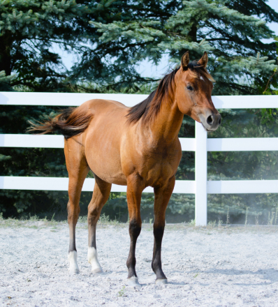 HorseID: 2298281 Spooks Hollywood Gun - PhotoID: 1079018