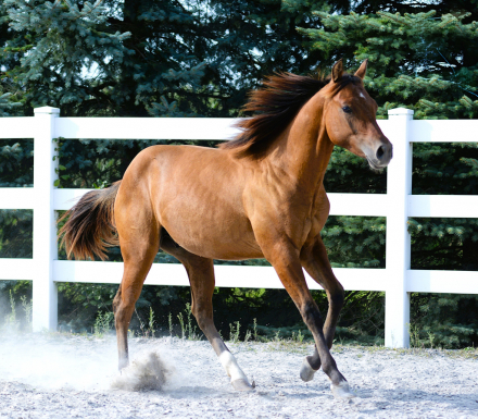 HorseID: 2298281 Spooks Hollywood Gun - PhotoID: 1079019