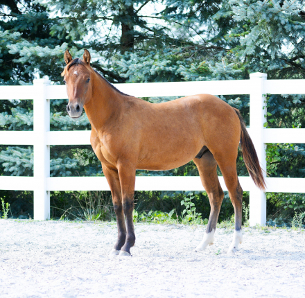 HorseID: 2298281 Spooks Hollywood Gun - PhotoID: 1079020