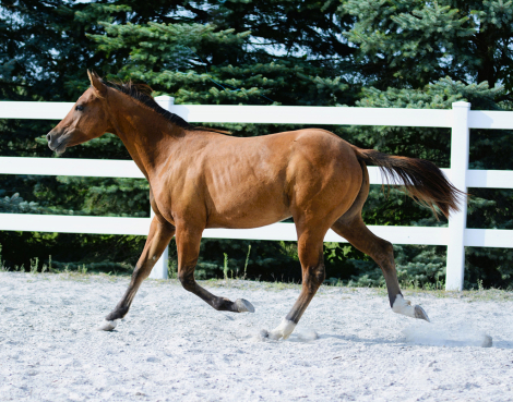 HorseID: 2298281 Spooks Hollywood Gun - PhotoID: 1079021