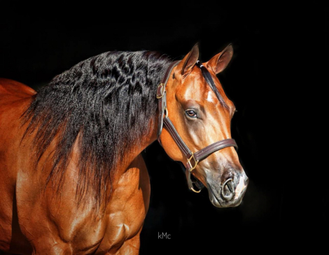 HorseID: 2298294 Dun It Trashya - PhotoID: 1079038