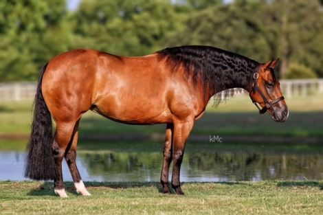 HorseID: 2298294 Dun It Trashya - PhotoID: 1079039