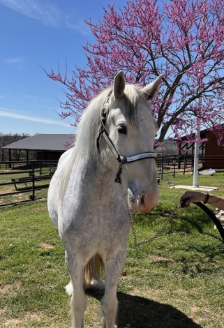 HorseID: 2298330 Split Oak's Glory Hallelujah - PhotoID: 1079070