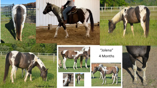 HorseID: 2298342 RRR Mi Reina Jolena - PhotoID: 1079979