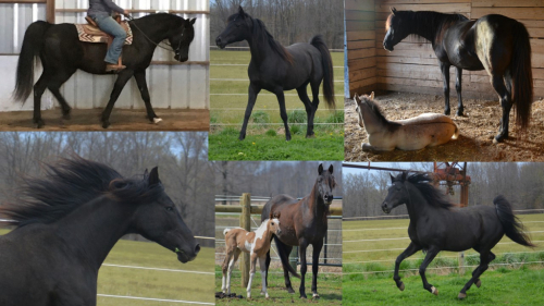 HorseID: 2298344 SH SALIMAH BEY - PhotoID: 1079980