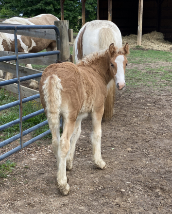 HorseID: 2298362 Chandy’s Silver Sunflower - PhotoID: 1079094