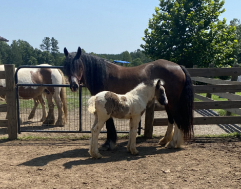 HorseID: 2298368 Chandy’s Moonlight Sprinkles - PhotoID: 1079101