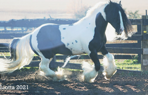 HorseID: 2298376 Lazarus of Feathered Gold - PhotoID: 1079127