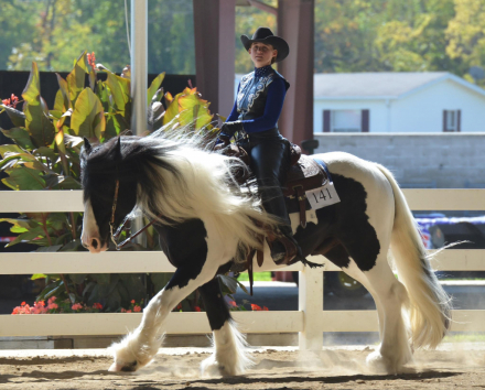 HorseID: 2298376 Lazarus of Feathered Gold - PhotoID: 1079131