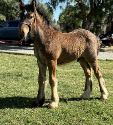 HorseID: 2298411 Finn - PhotoID: 1079158