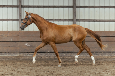 HorseID: 2298434 Donnie Baseball LOF - PhotoID: 1079224