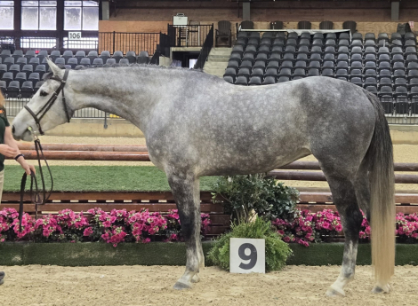 HorseID: 2298436 No Hitter LOF - PhotoID: 1079225