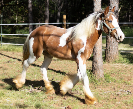 HorseID: 2298442 FNL Drambuie - PhotoID: 1079247