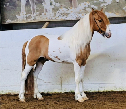 HorseID: 2298448 Ljosberi fra efra-Langholti - PhotoID: 1079249