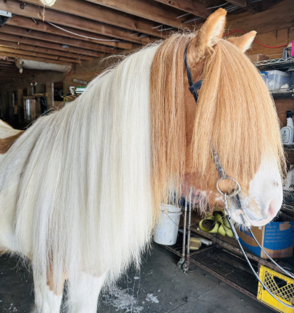 HorseID: 2298448 Ljosberi fra efra-Langholti - PhotoID: 1079397