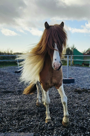 HorseID: 2298448 Ljosberi fra efra-Langholti - PhotoID: 1079398