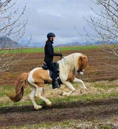 HorseID: 2298448 Ljosberi fra efra-Langholti - PhotoID: 1079399