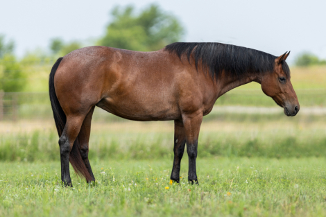 HorseID: 2298505 Drift Peppy Gal - PhotoID: 1079312