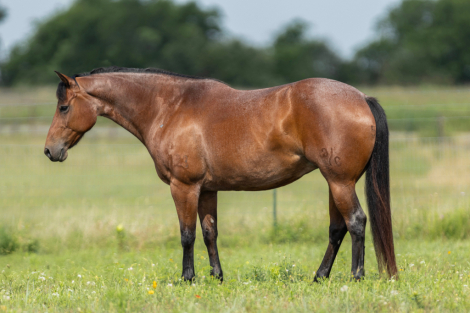 HorseID: 2298505 Drift Peppy Gal - PhotoID: 1079313