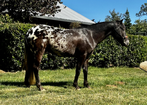 HorseID: 2298552 Modoc - PhotoID: 1079390