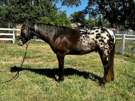 HorseID: 2298552 Modoc - PhotoID: 1079391