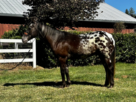 HorseID: 2298552 Modoc - PhotoID: 1079392