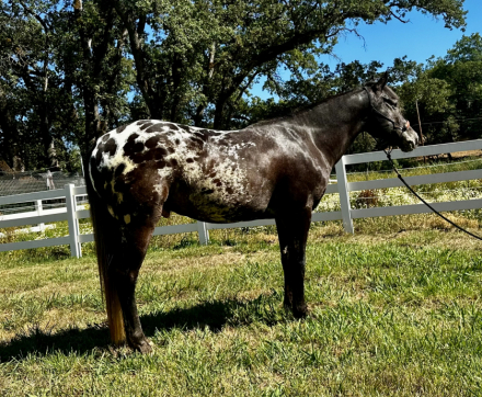 HorseID: 2298552 Modoc - PhotoID: 1079393