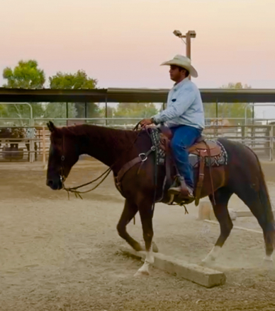 HorseID: 2298553 Lance - PhotoID: 1079369