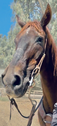 HorseID: 2298553 Lance - PhotoID: 1079370