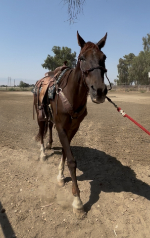 HorseID: 2298553 Lance - PhotoID: 1079371