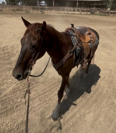 HorseID: 2298553 Lance - PhotoID: 1079372